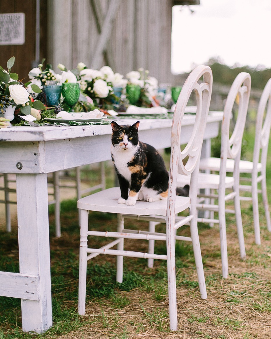farm cat at your farm fresh wedding table