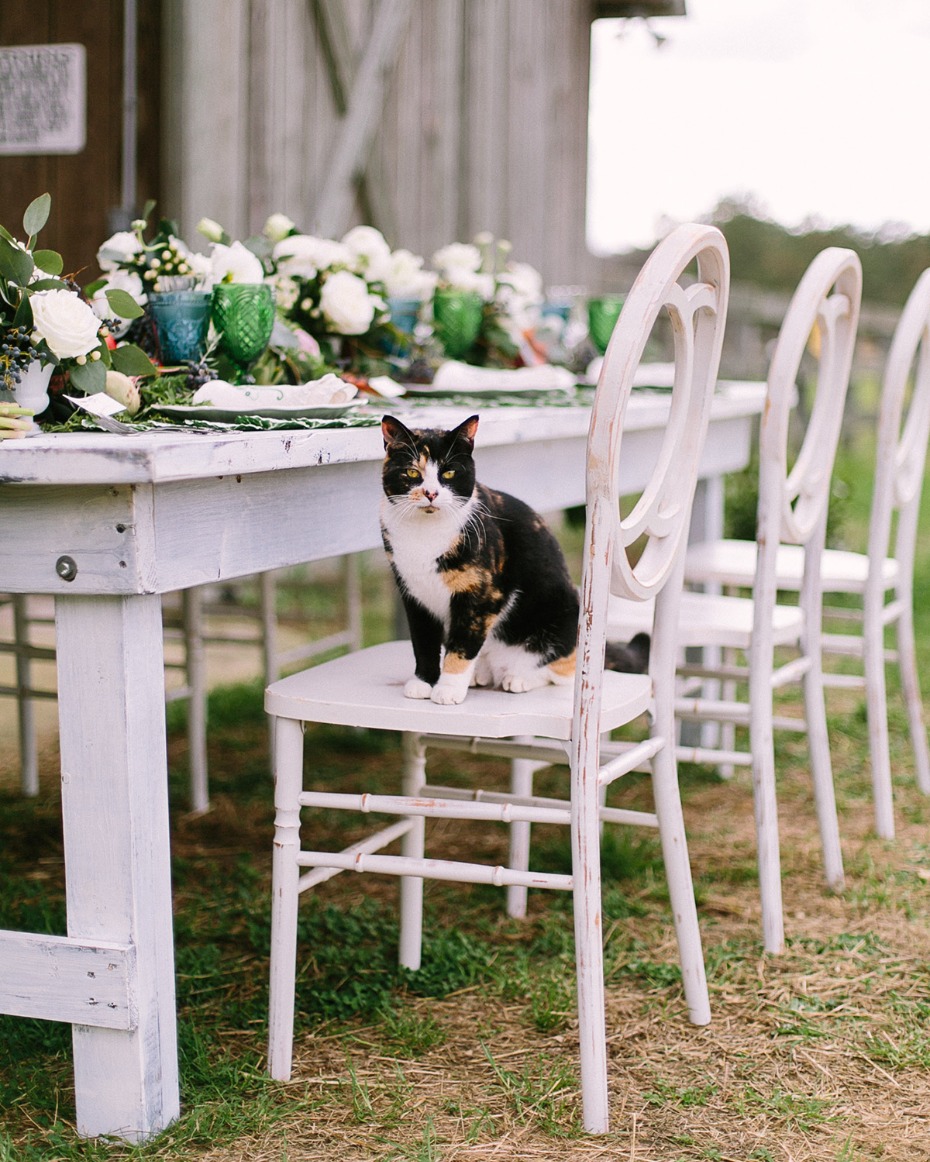 Calico cat sits on a chair at a rustic wedding table