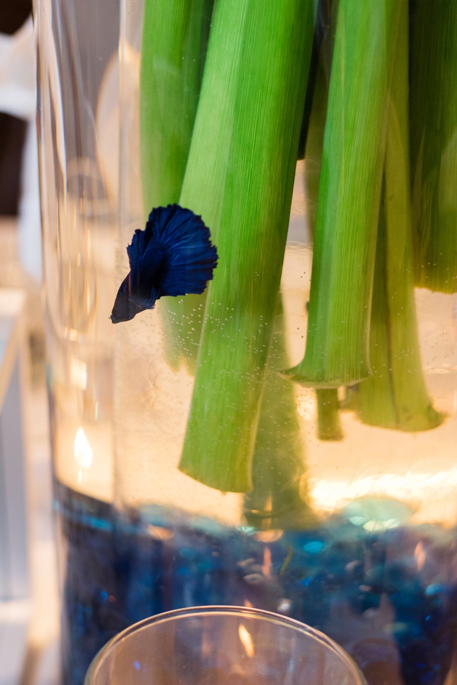 live fish in centerpiece