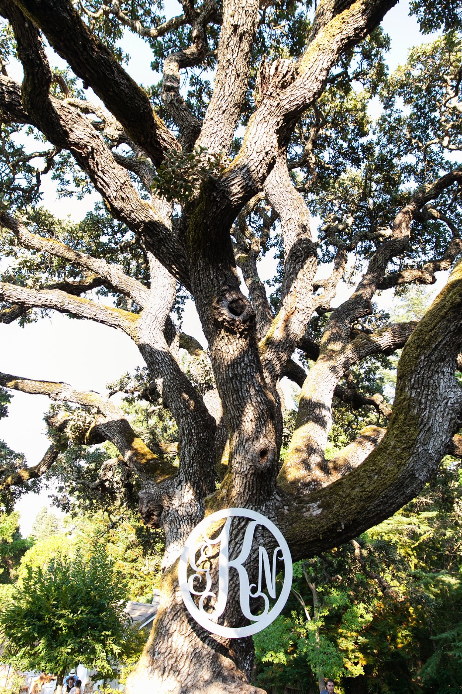 Wedding monogram on large oak tree
