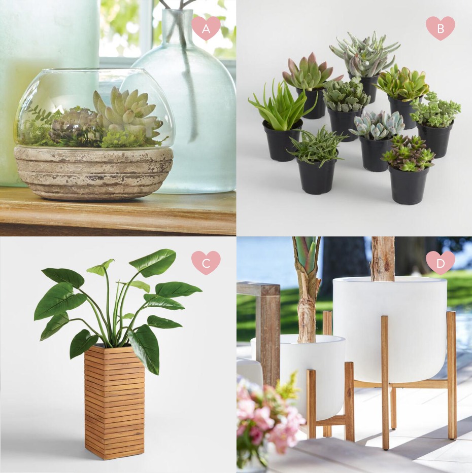 Variety of decorative plants and containers for home decor