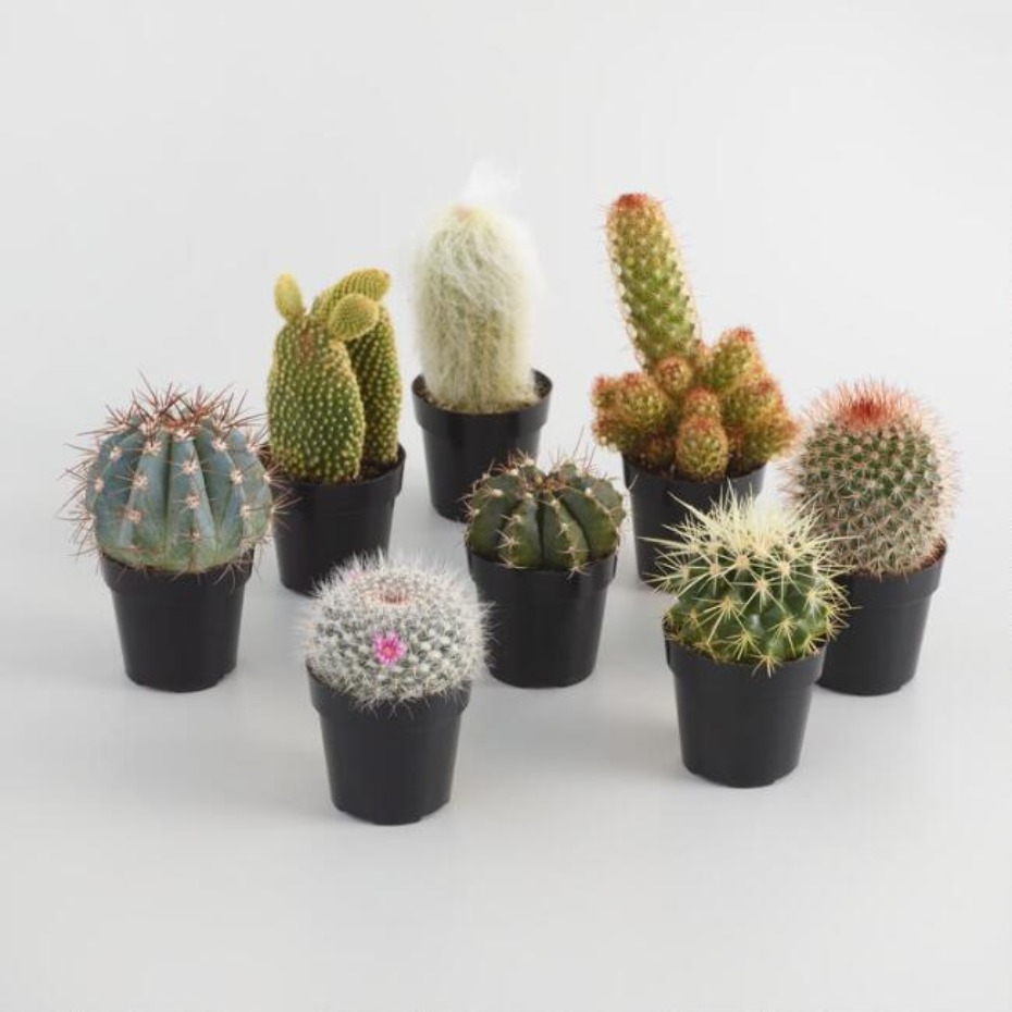 Various potted cacti varieties arranged on a white background