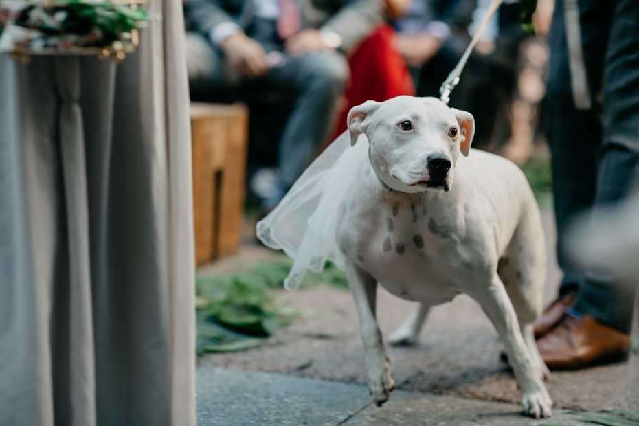 wedding pup in veil