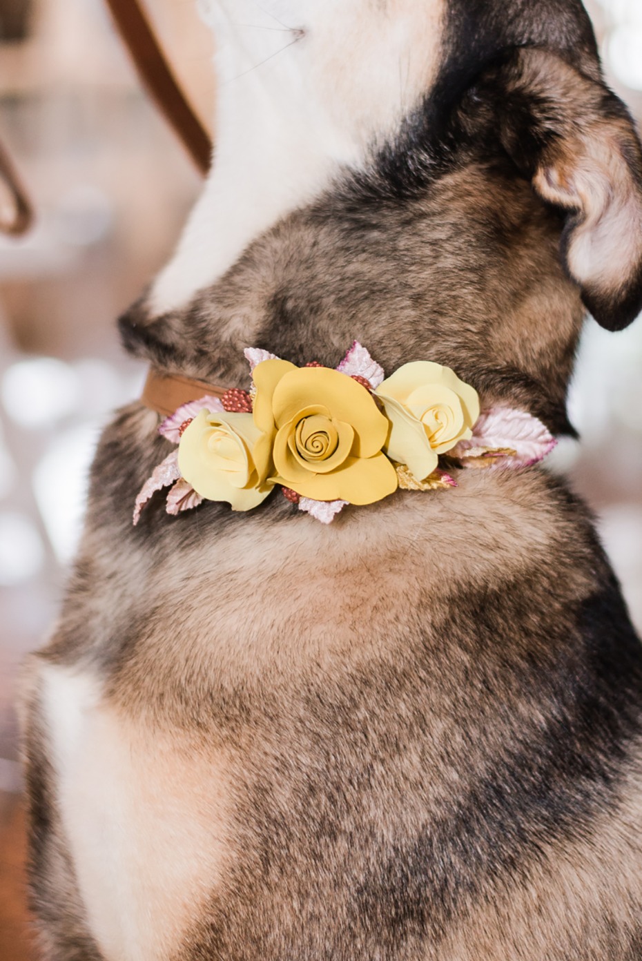 wedding dog wedding collar