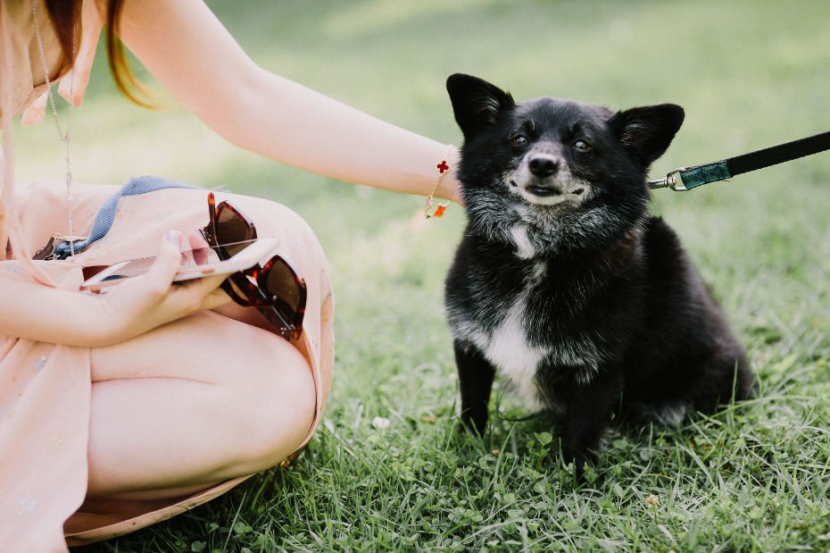 Woman petting a black dog on a leash sitting in the grass