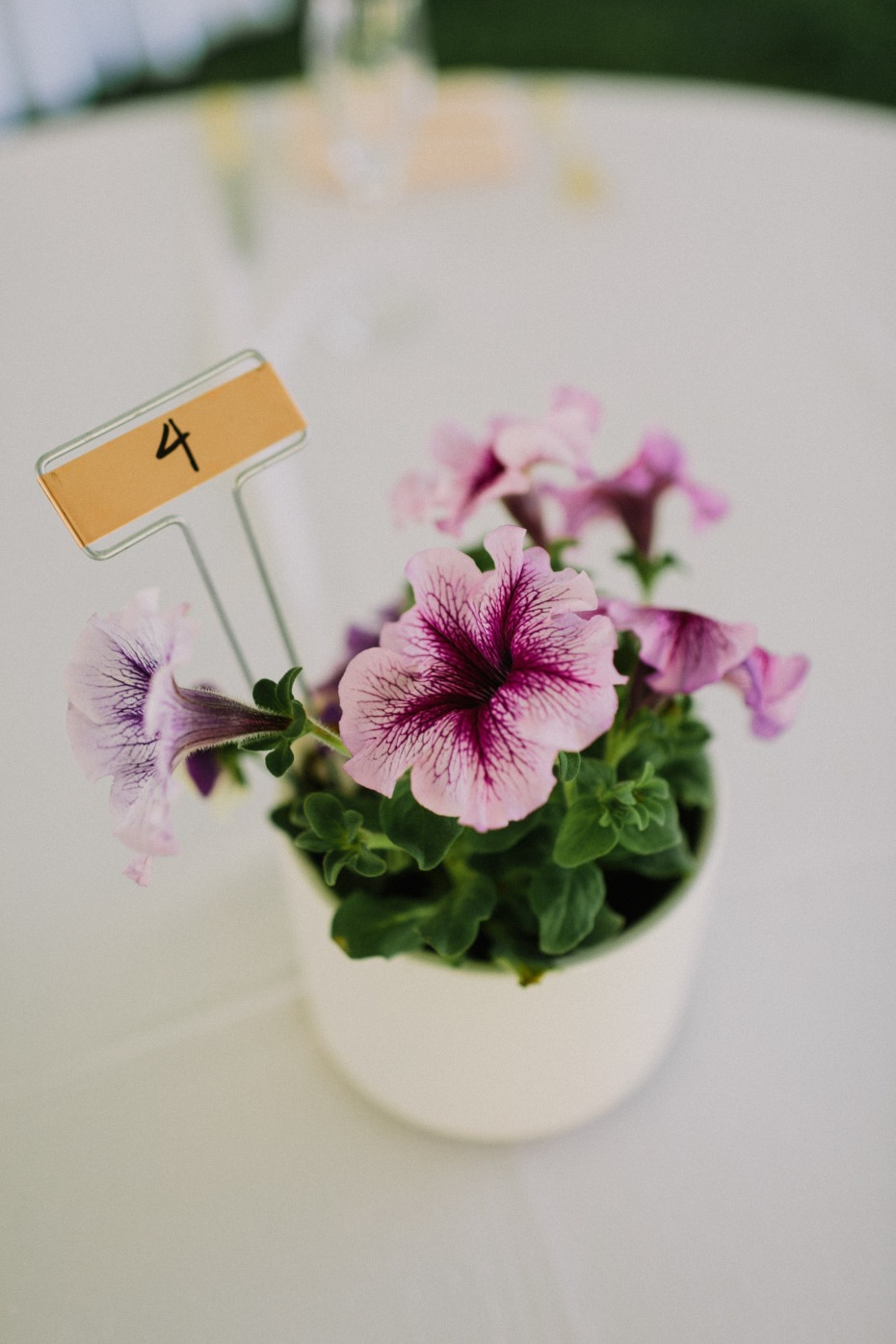 Pink petunia flowers in a white pot with a table number four