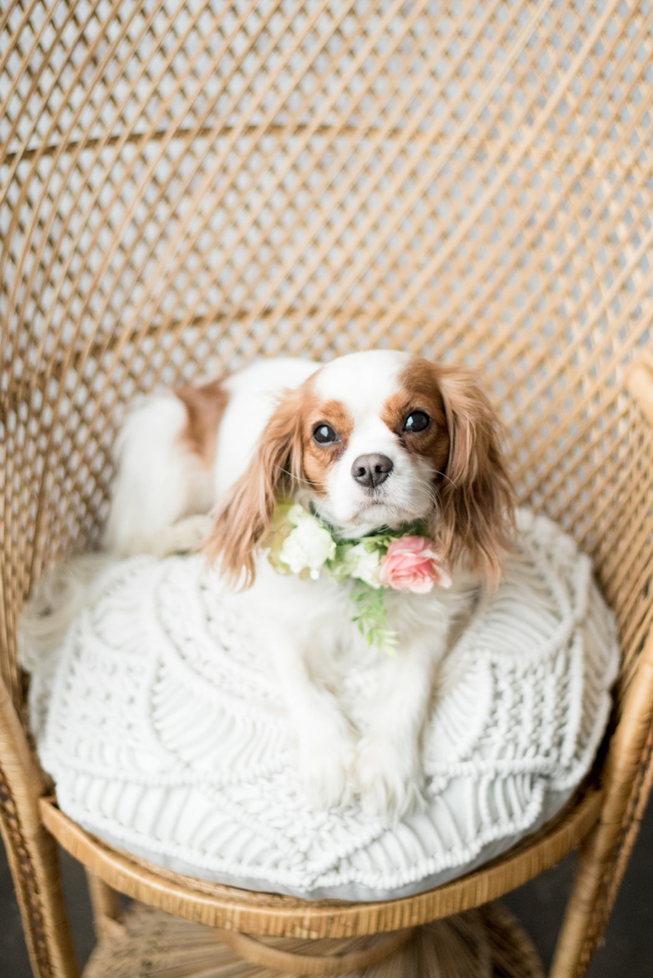 Cute wedding pup!