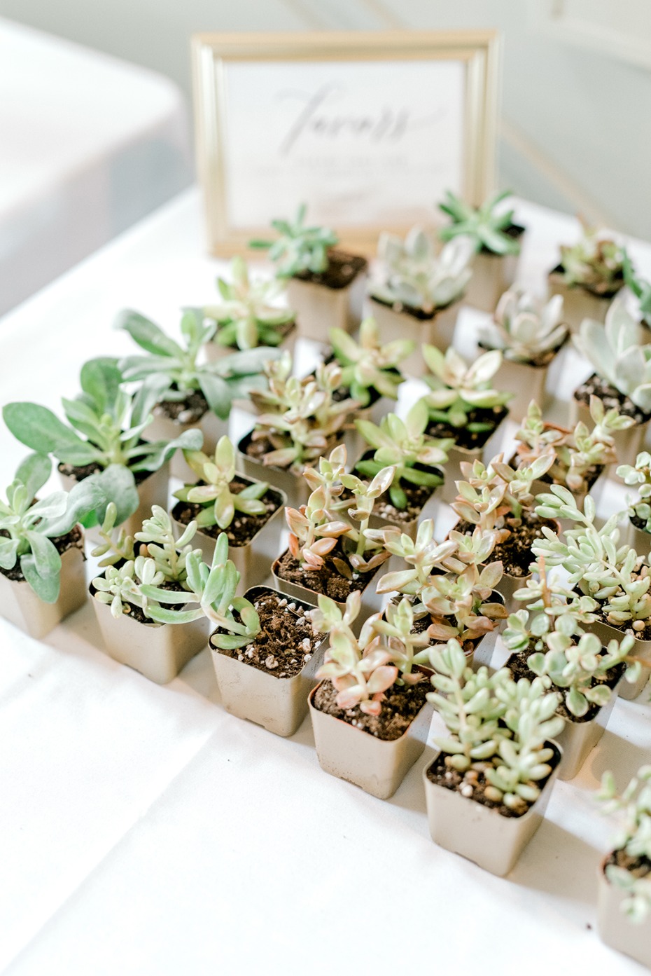Succulent favors displayed on a white table for event decor