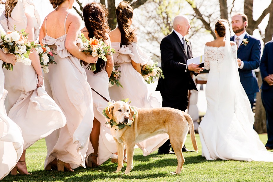 Wedding ceremony with a dog wearing a flower crown
