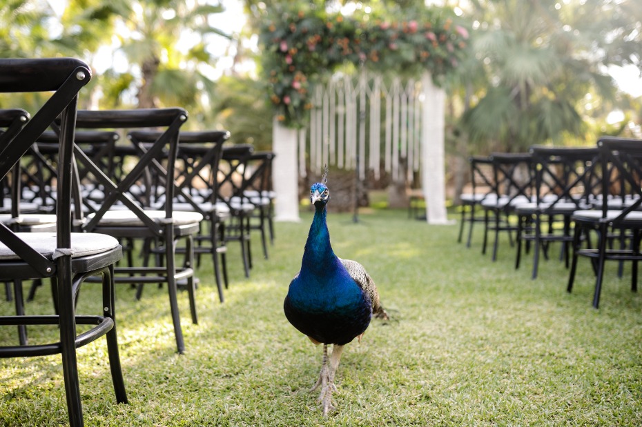 Tara and Dylan Ramsey Wedding in Cabo San Lucas, Mexico