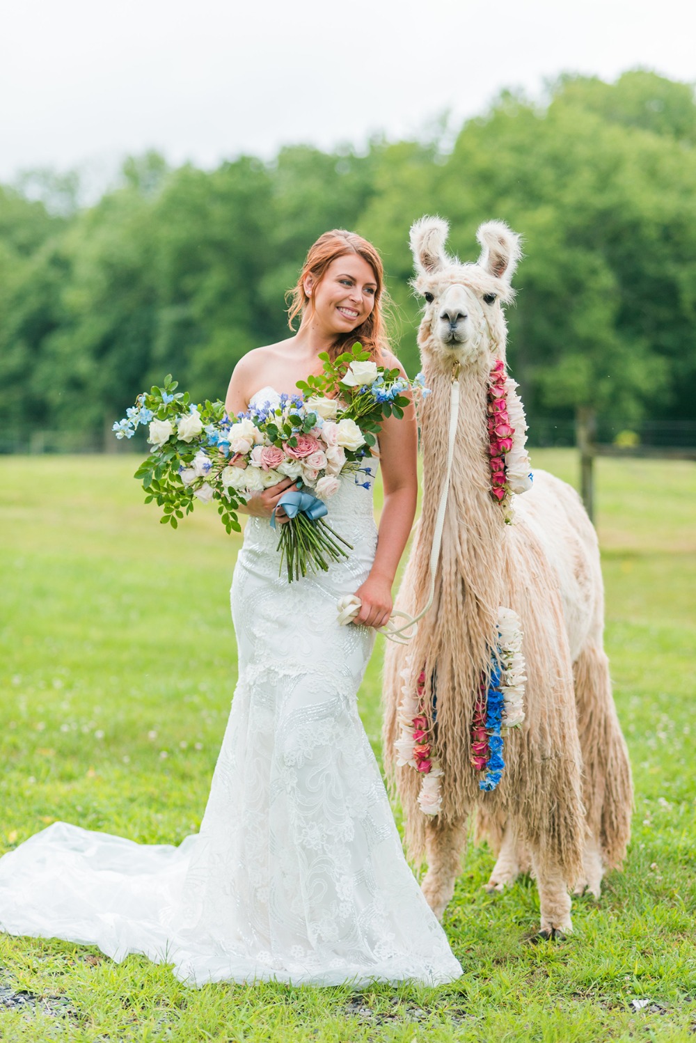 bride and wedding llama