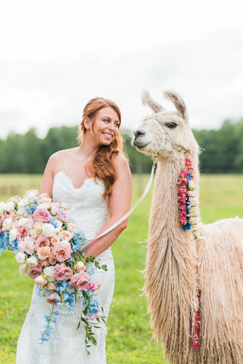Wedding llama