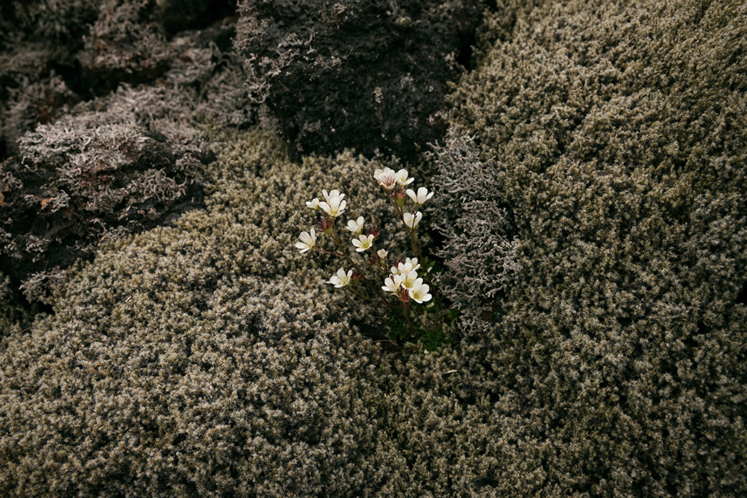 dalaarnawhispercollection201936