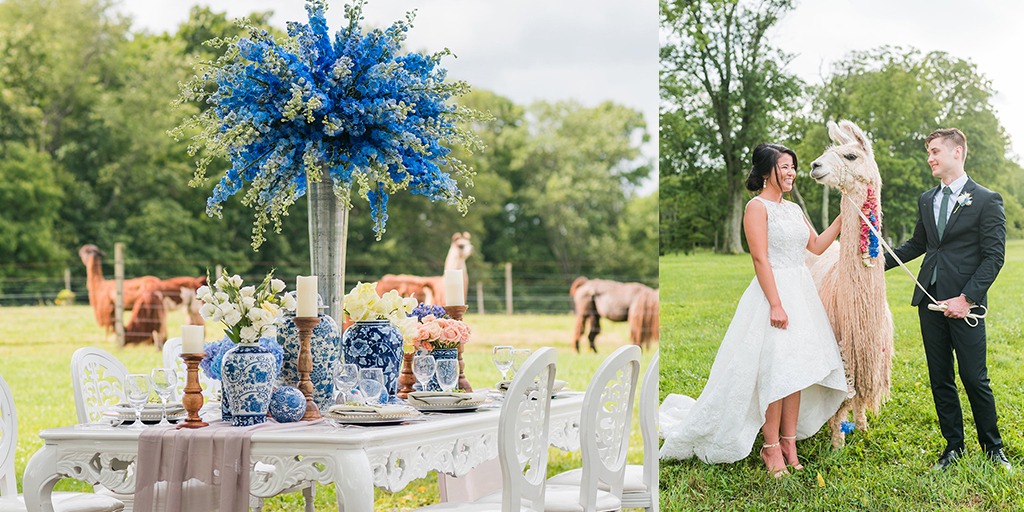 How To Have Your Dream Blue And White Wedding With A Couple Llamas