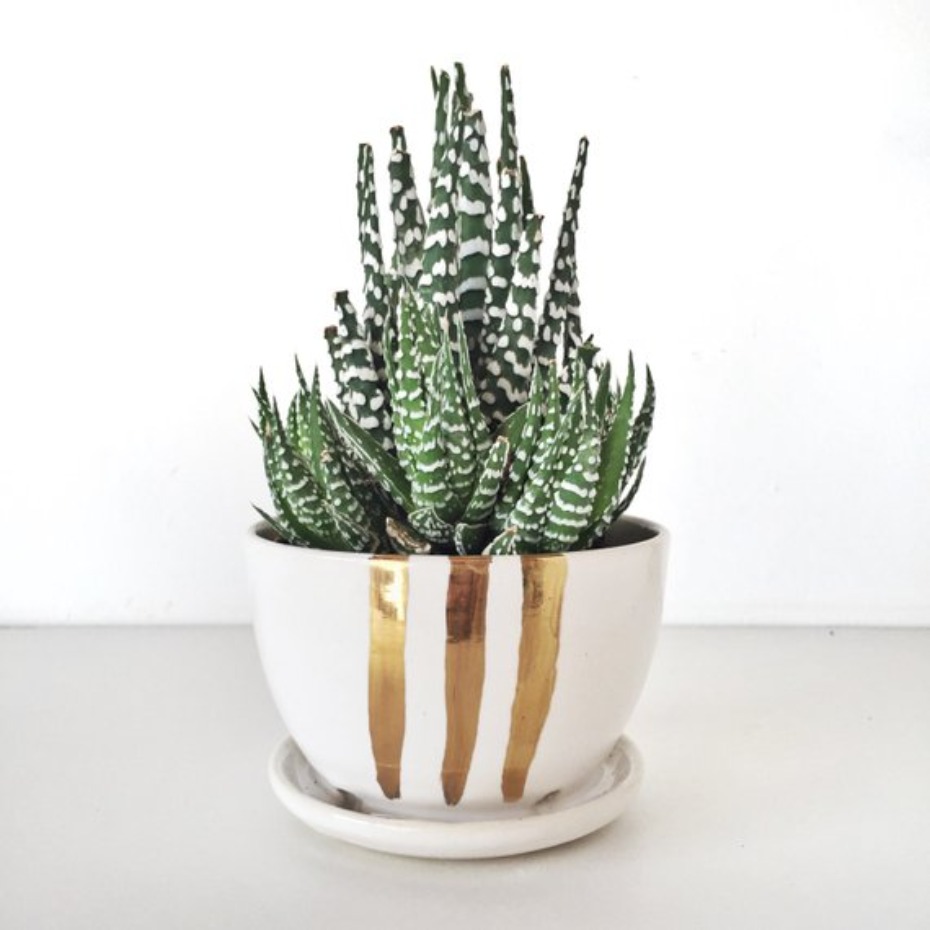 Succulent planter with gold metallic painting