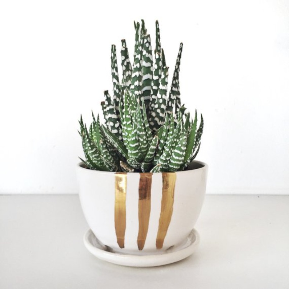 Succulent plant in a white pot with golden stripes, home decor