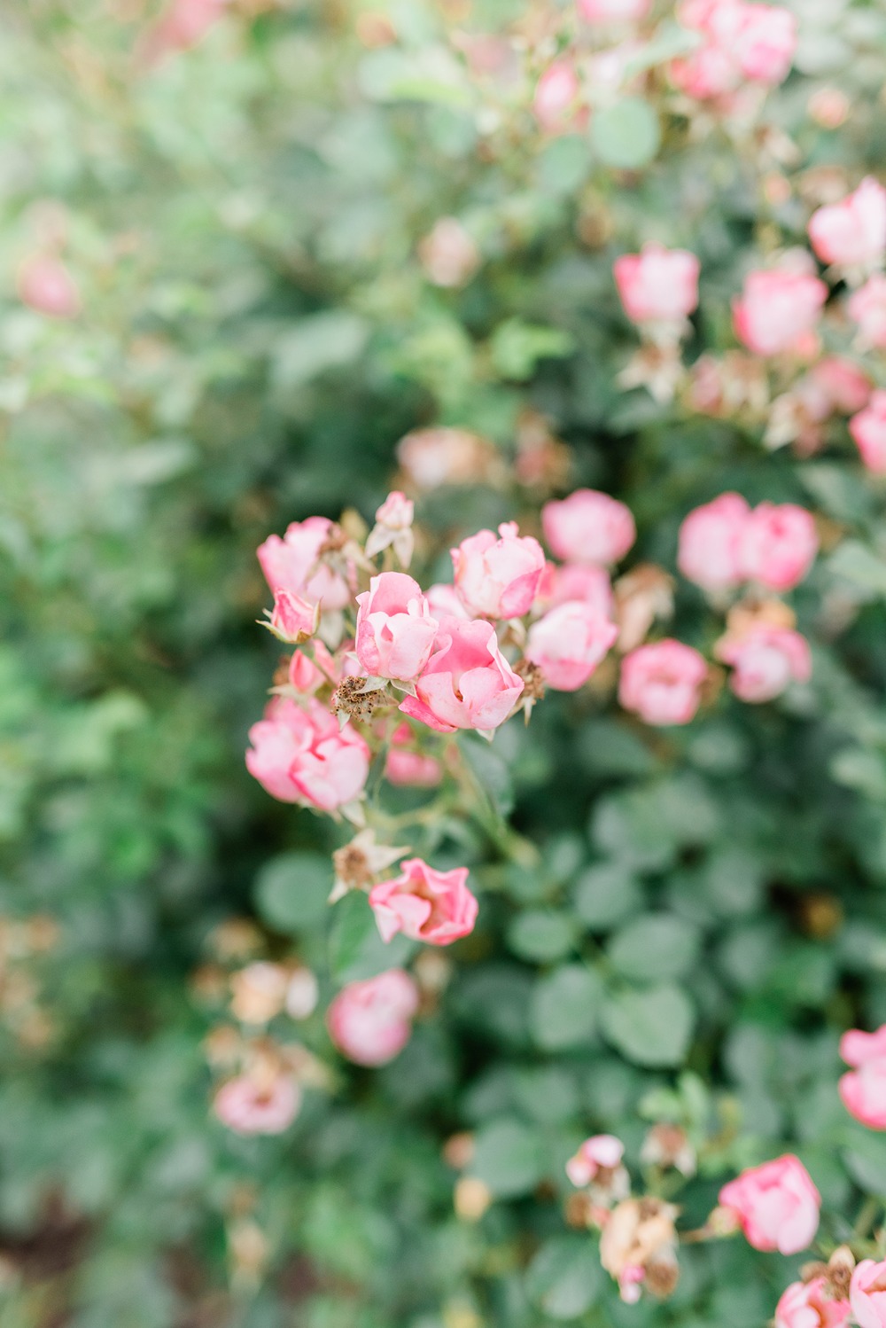 jennifer-larsen-photography