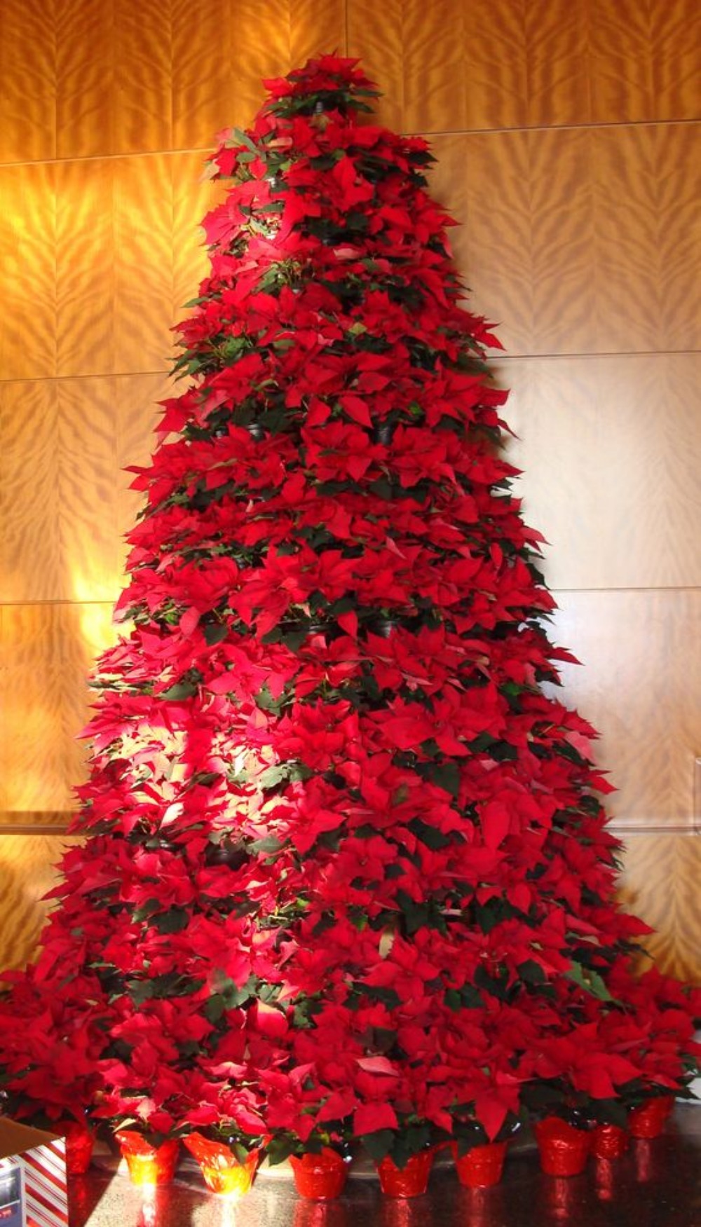 poinsettia-tree