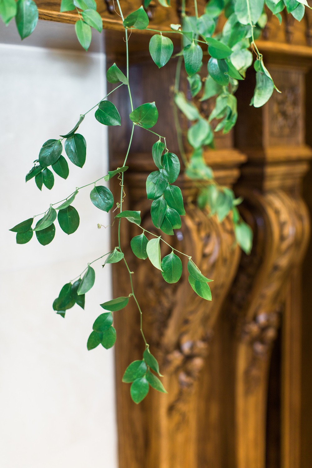 cascading ivy