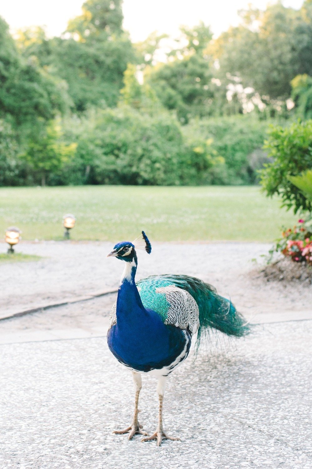 wedding peacock