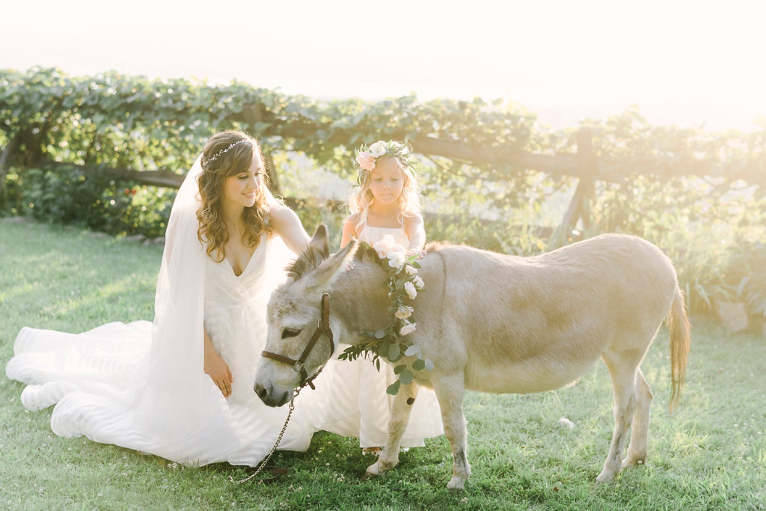 Cute wedding donkey