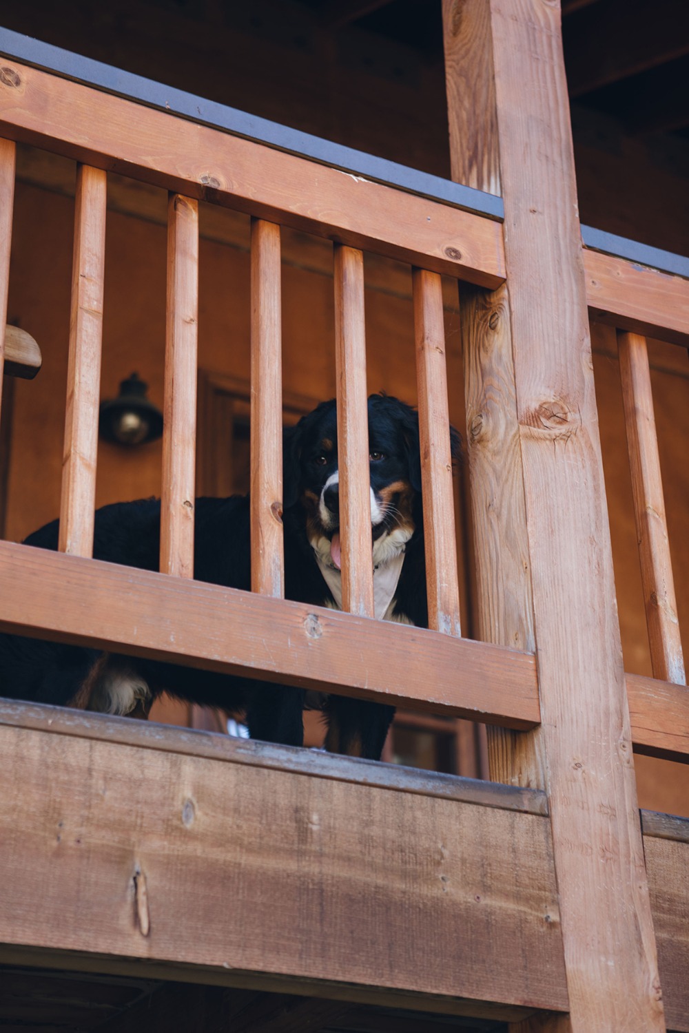 Bernese Mountain Dog peering through wooden porch railing