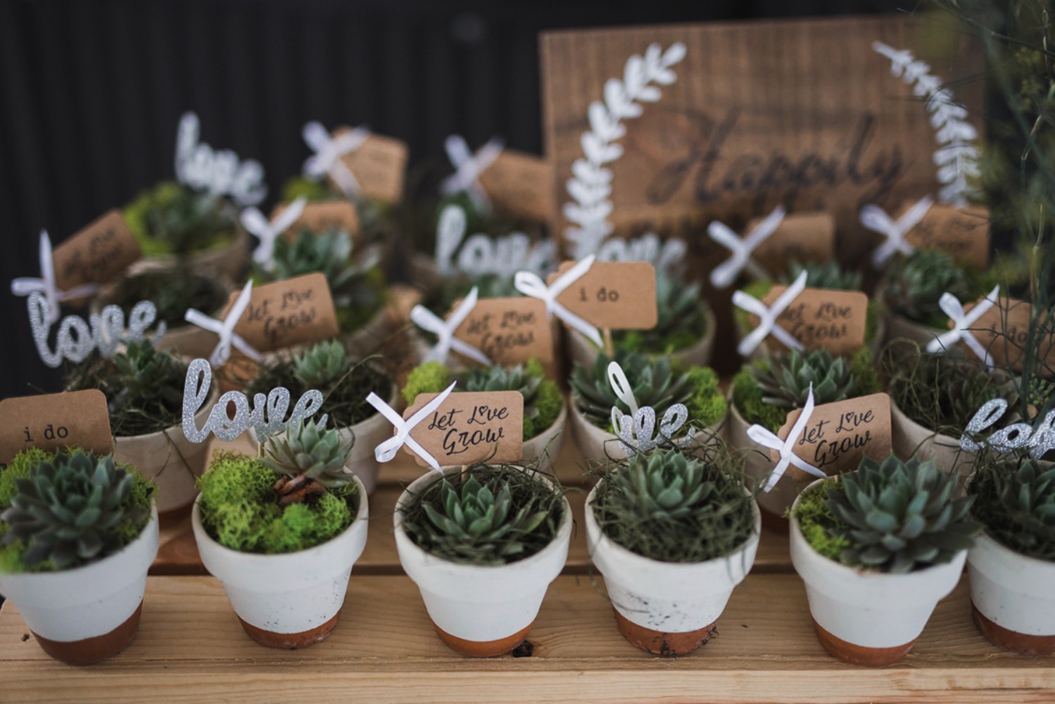 hand potted succulent favors