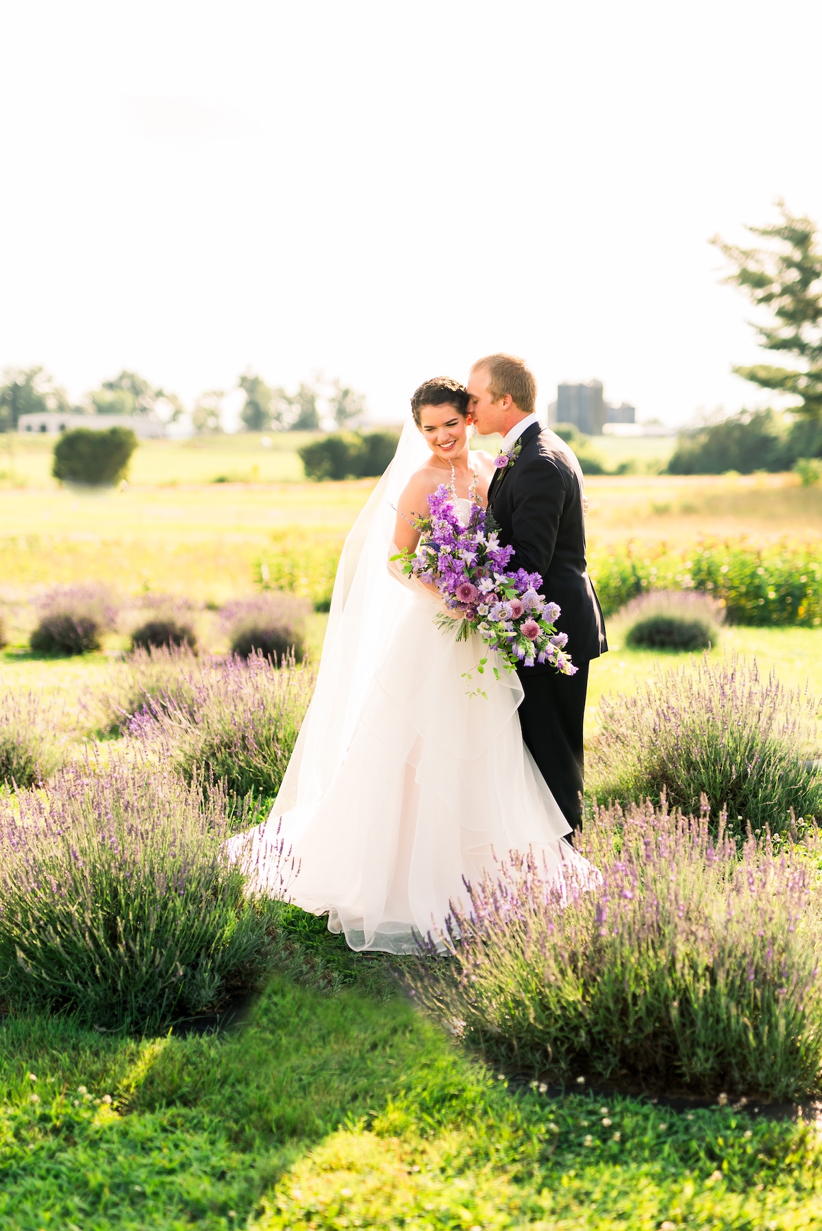 lavender-bg-14