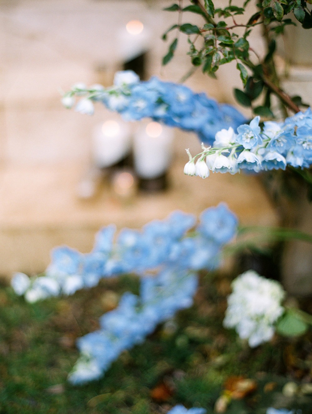 Delicate blue flowers with blurred candles in soft focus, peaceful scene