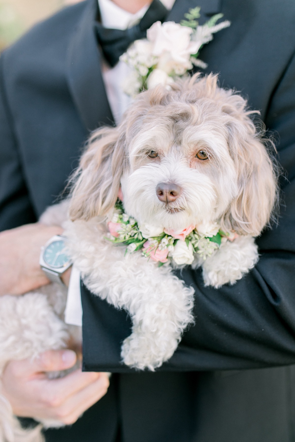 Cute fluffy dog floral collar wedding held by groom