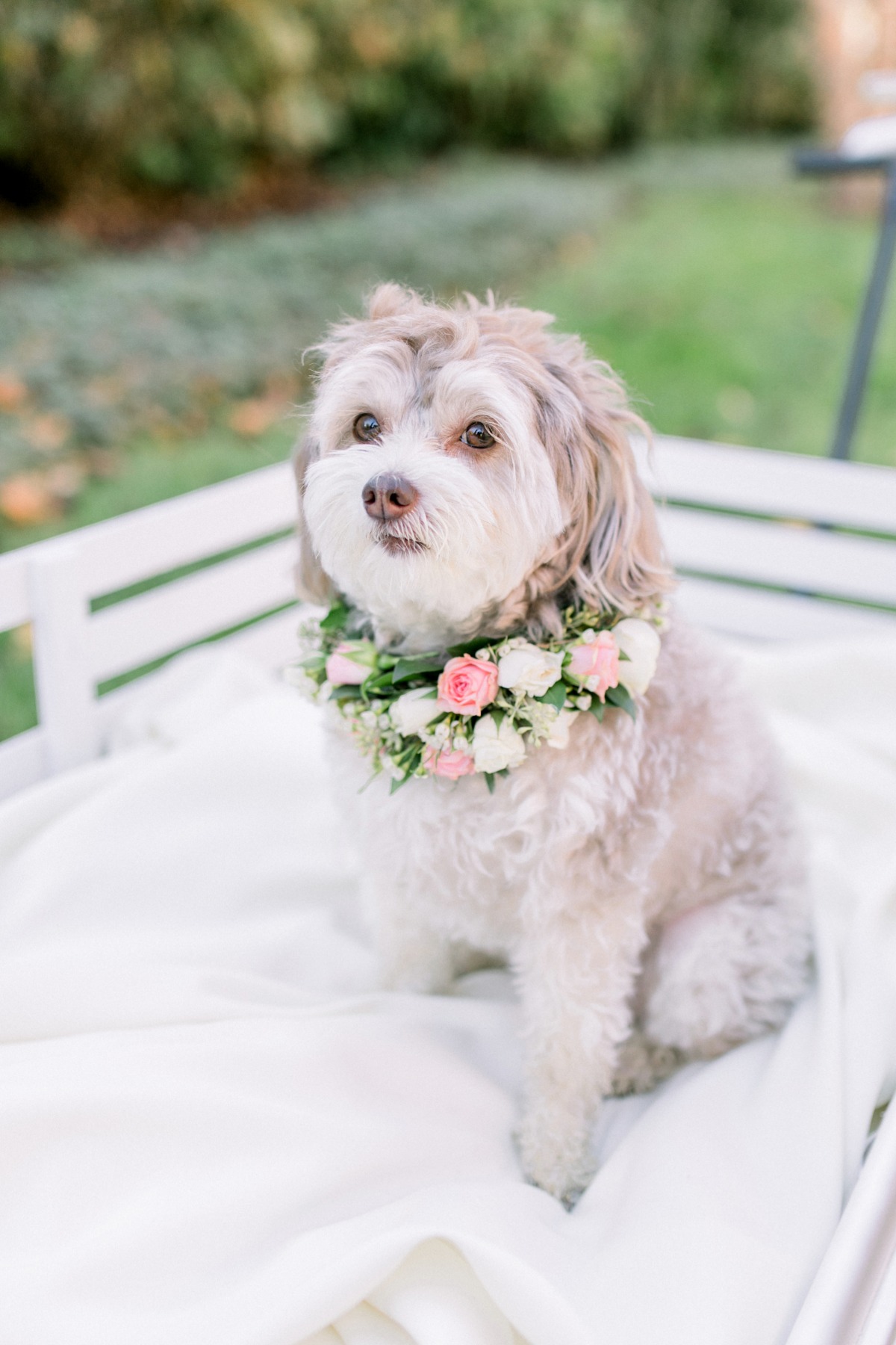 Charming fluffy dog wearing a floral collar posing for a photo