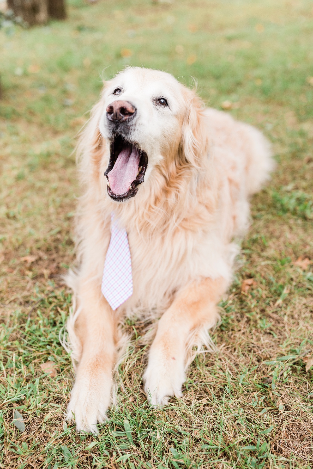 wedding dog with wedding tie