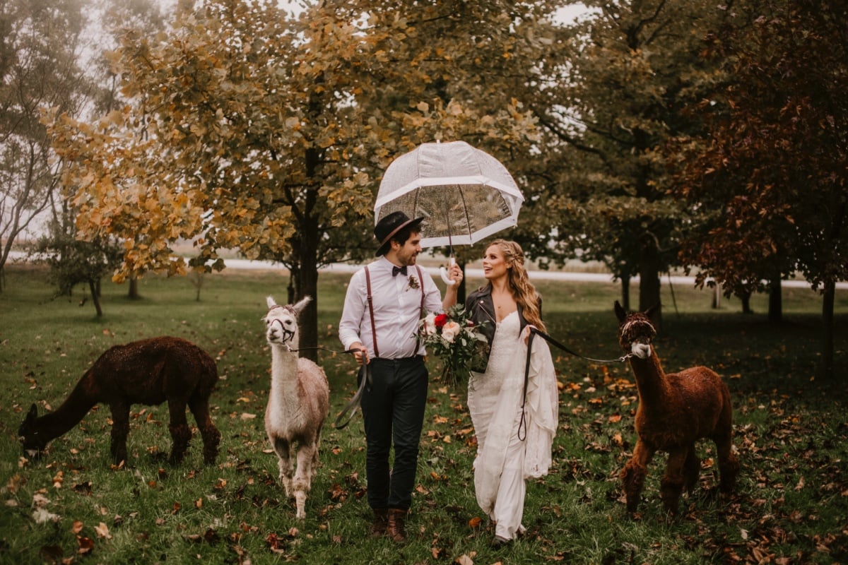 Get married on an Alpaca farm