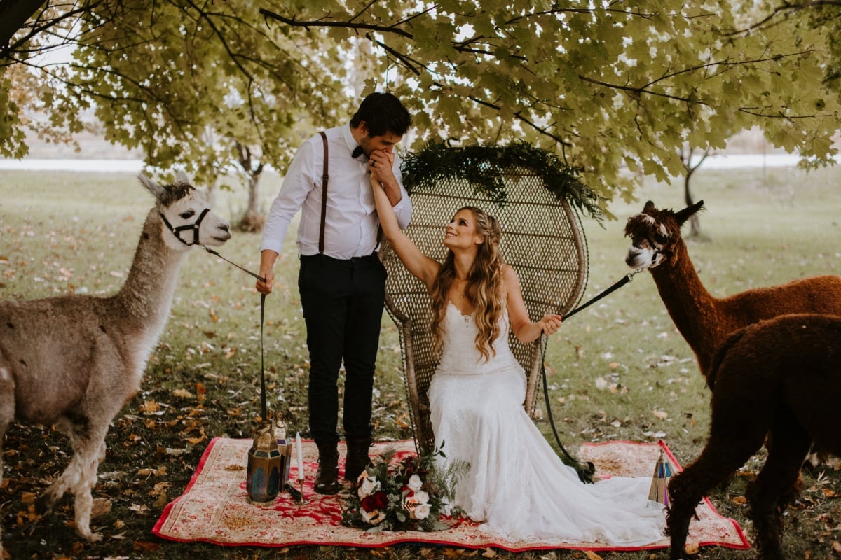 Boho wedding ideas on an Alpaca farm