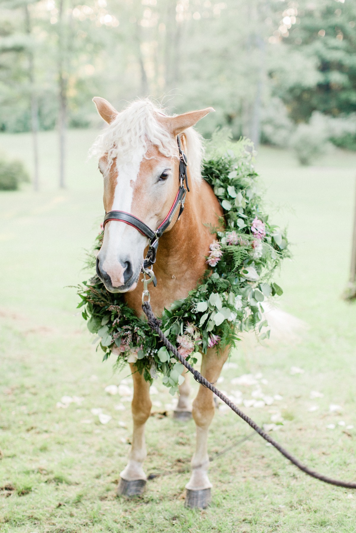 equestrian-62
