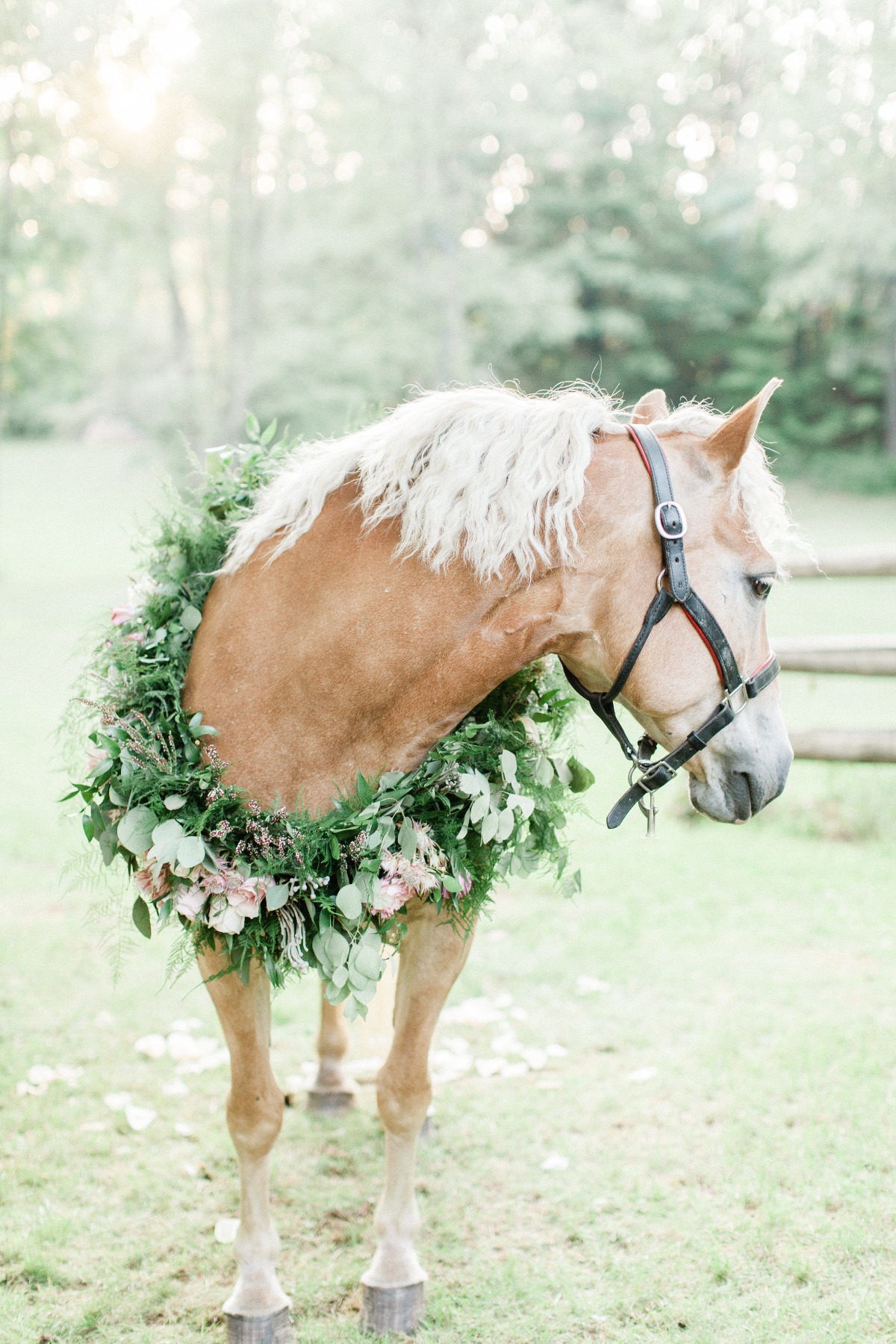 equestrian-63