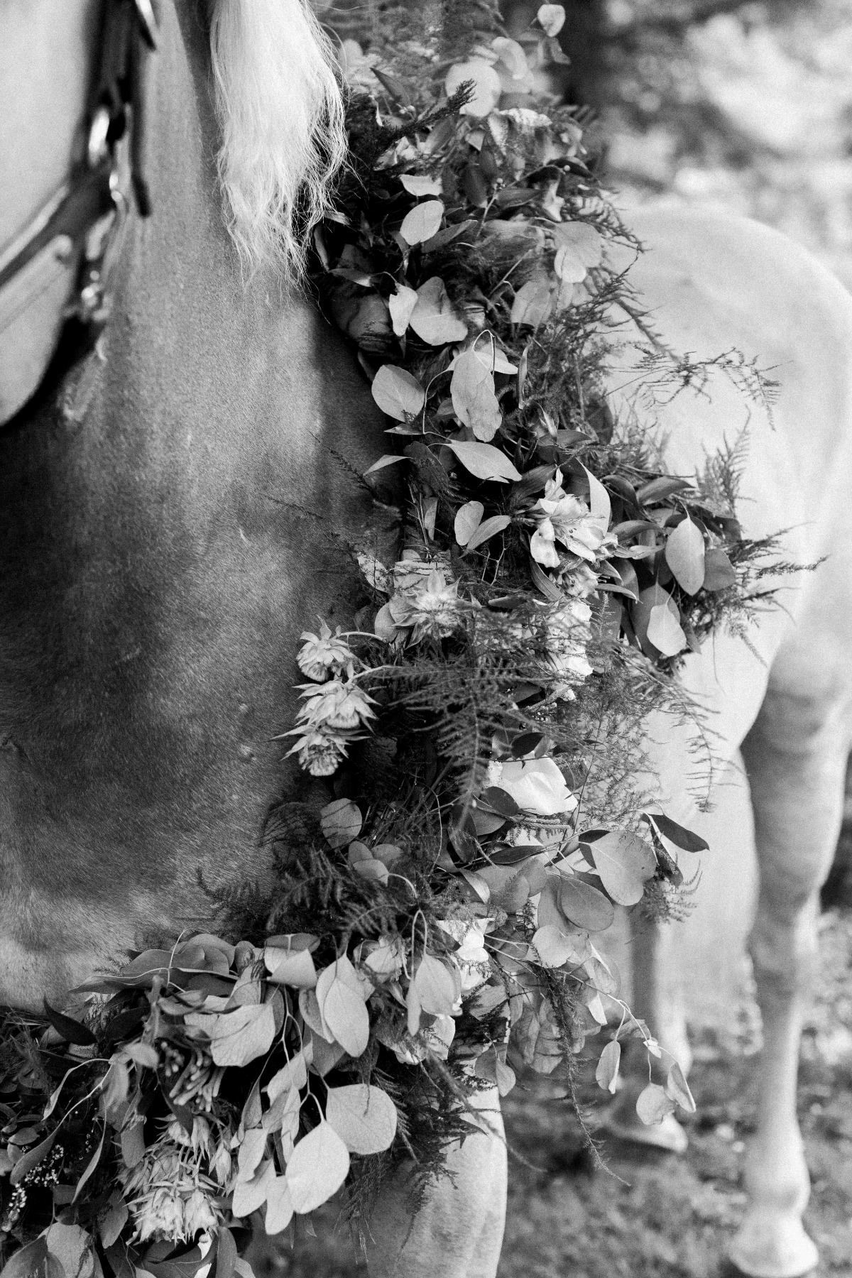 equestrian-65