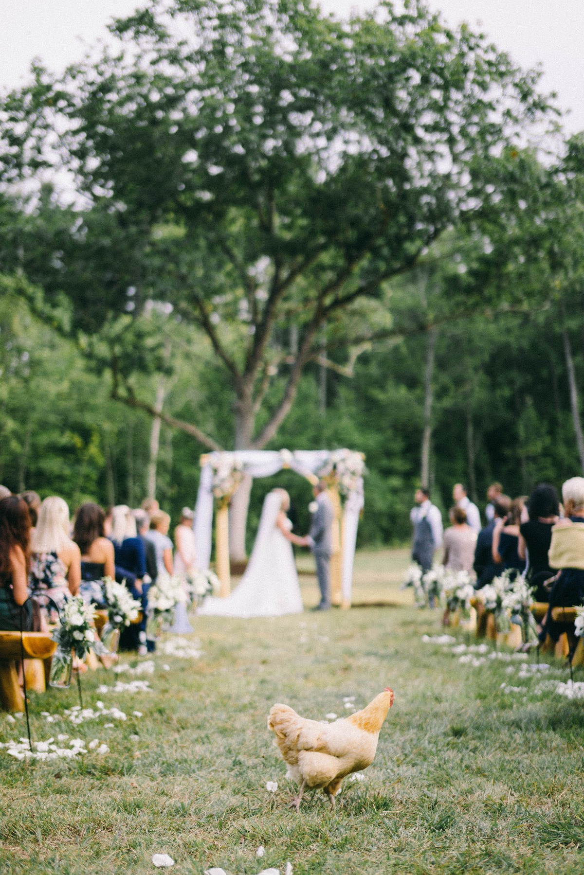 Farm ceremony with chickens