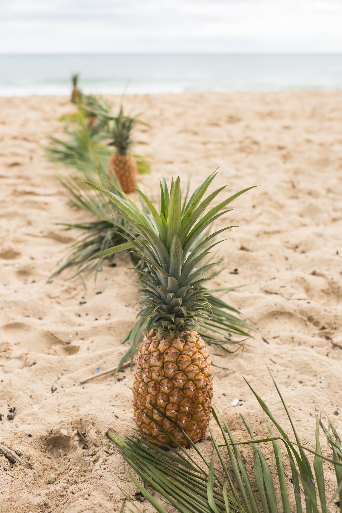 Pineapples line up on sandy beach near the ocean, tropical vibes