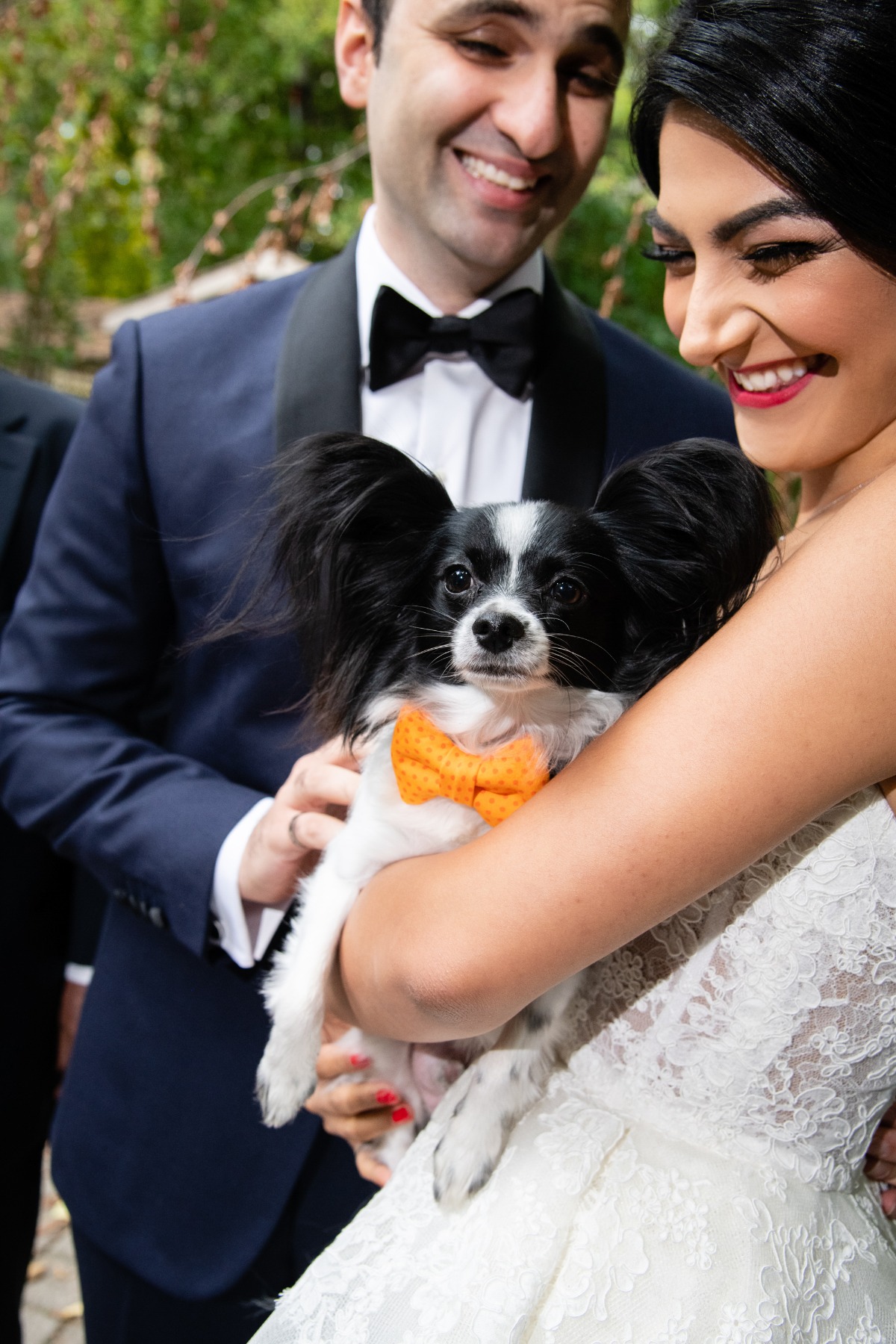 36-portrait-of-a-papillon-dog-in-the-arm
