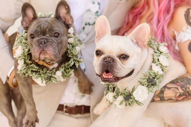 wedding puppies