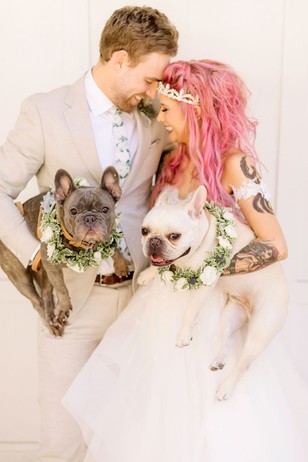 wedding French Bulldogs