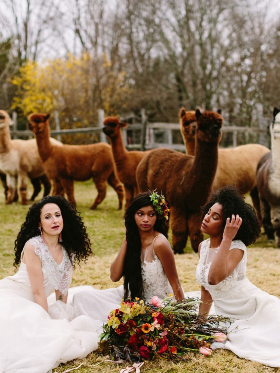 High Fashion Alpaca Farm Wedding Ideas