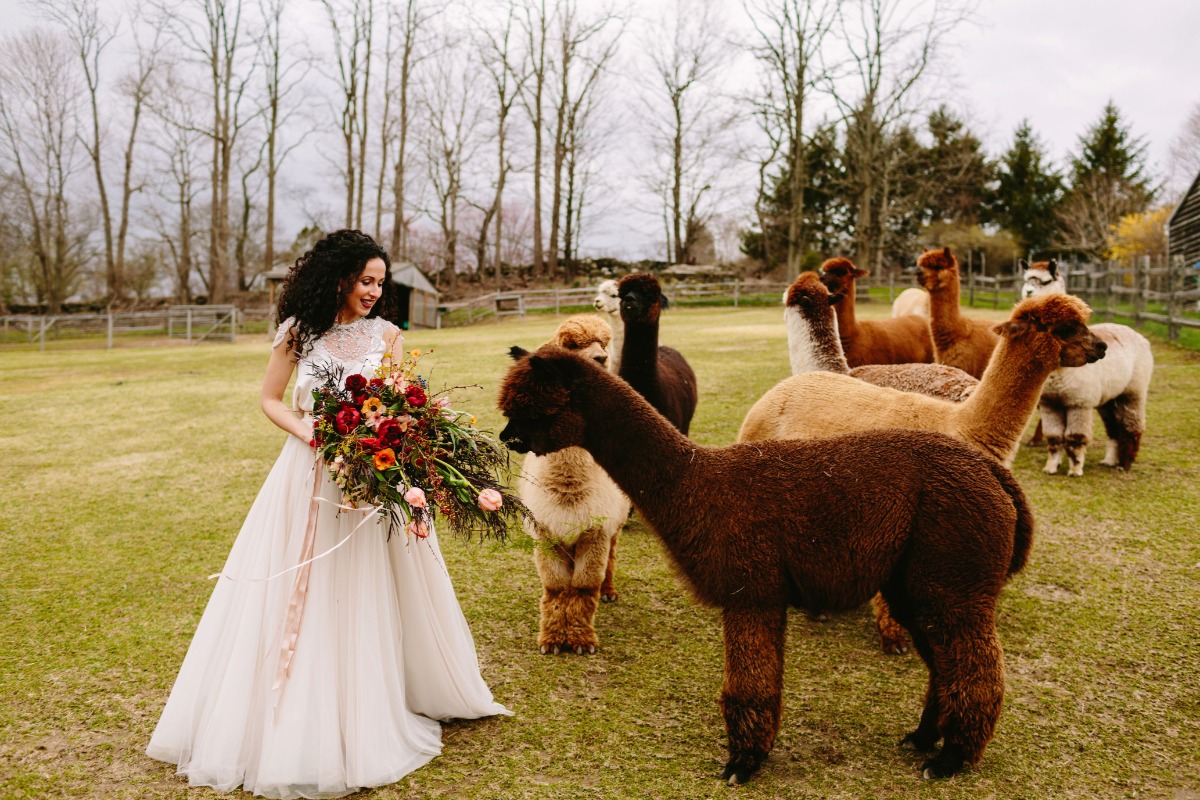 highlights_161_alpacastyledshoot