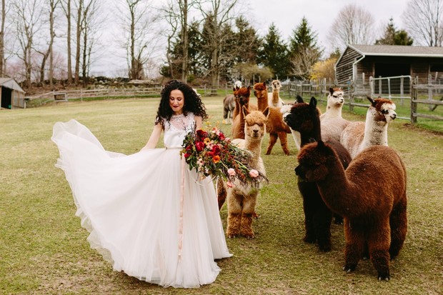 chic wedding style for your alpaca farm wedding