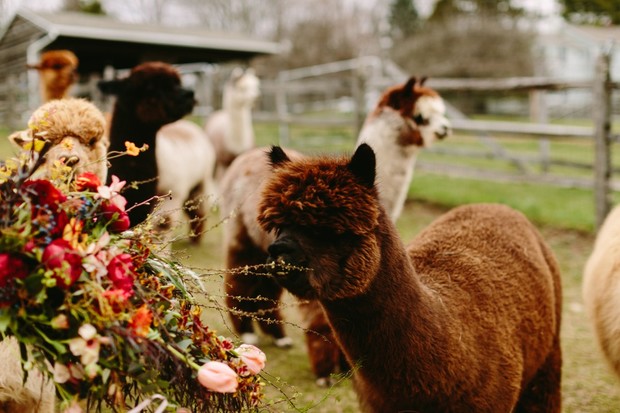 wedding alpacas