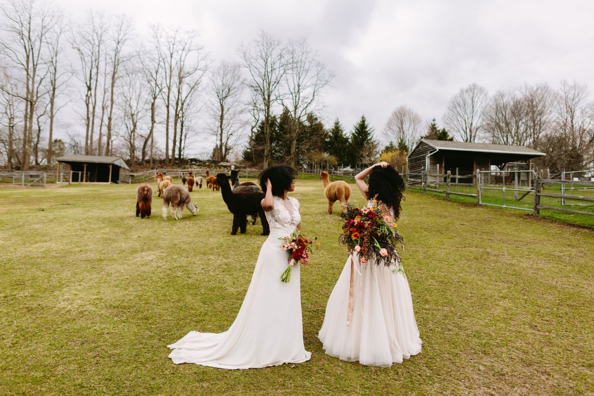 highlights_171_alpacastyledshoot