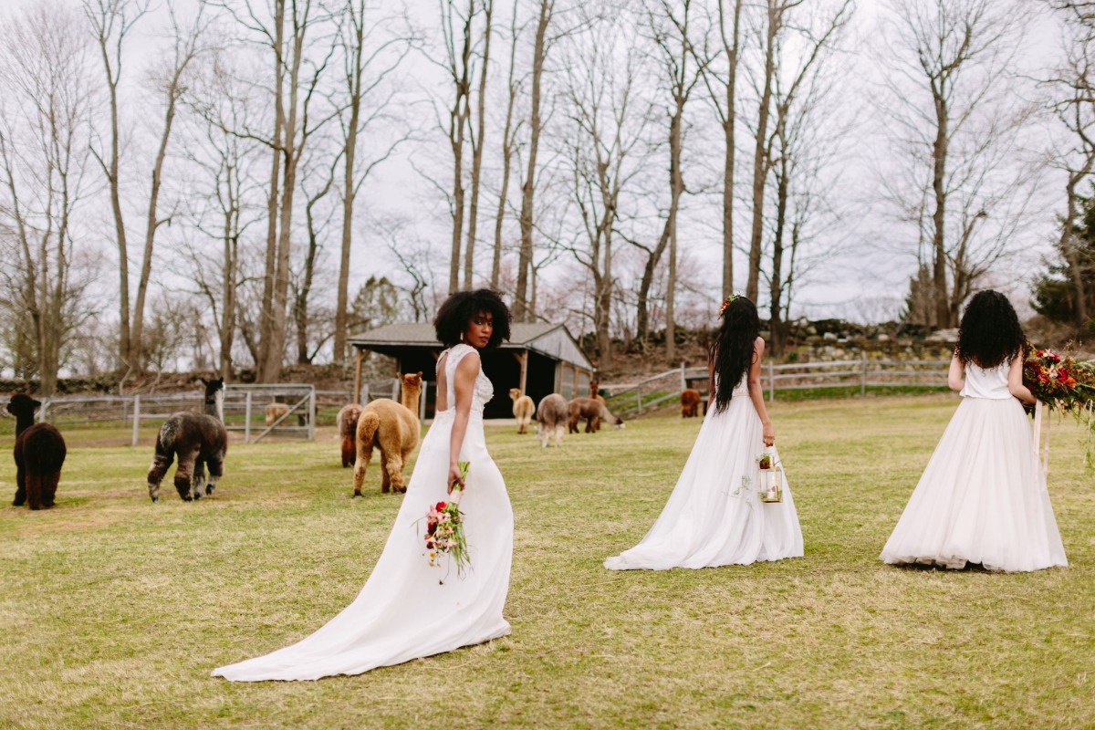 highlights_174_alpacastyledshoot