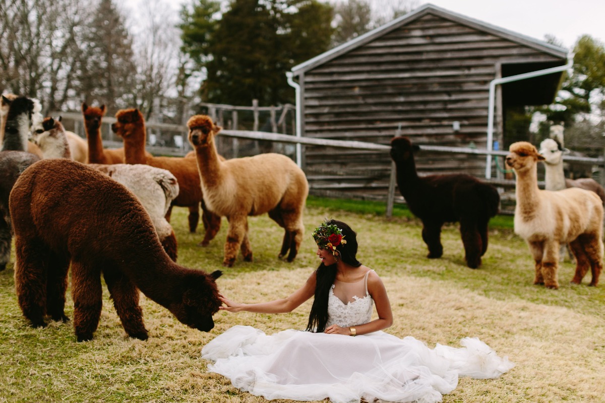 highlights_196_alpacastyledshoot