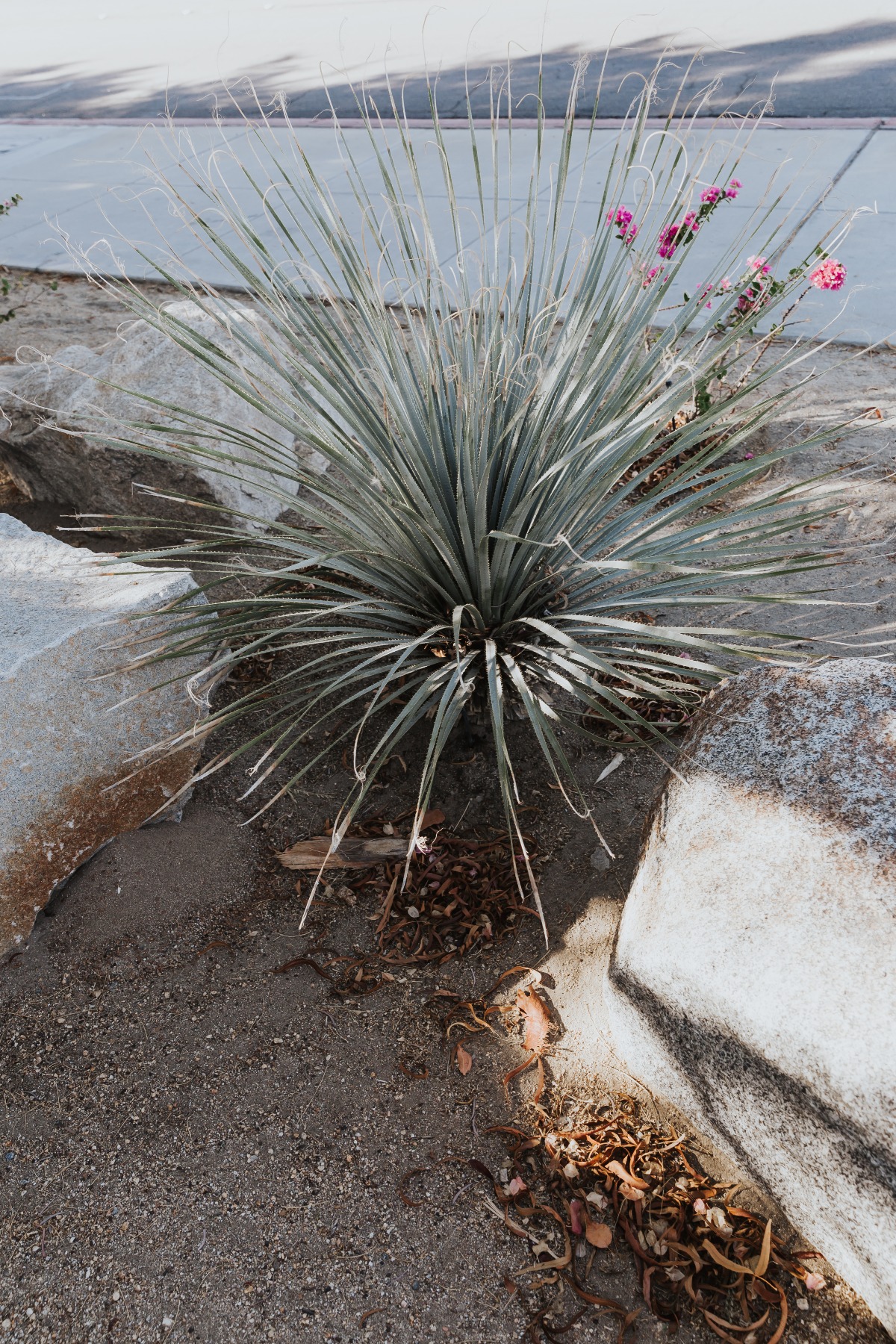 jeff_maria_engagement_palm_springs_ace_h